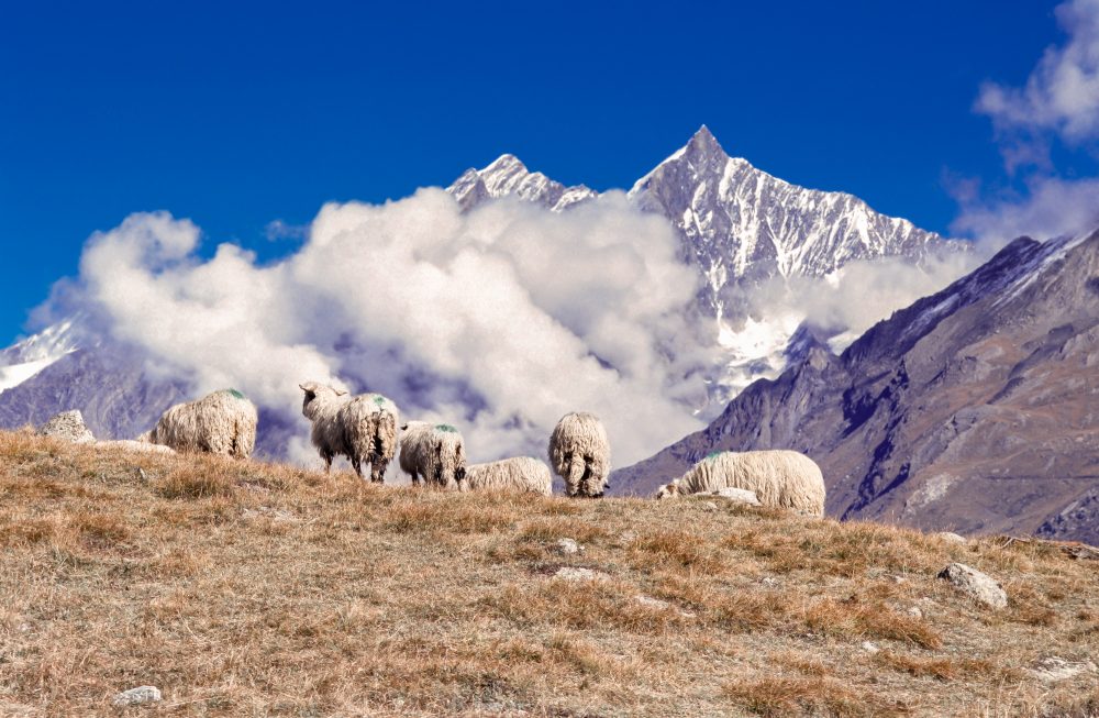 Zermatt, Schafe, Dom, Täschhorn